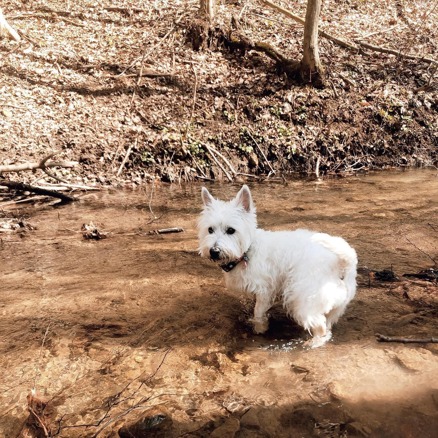 Dračia studňa