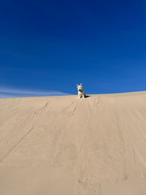 Råbjerg Mile detail